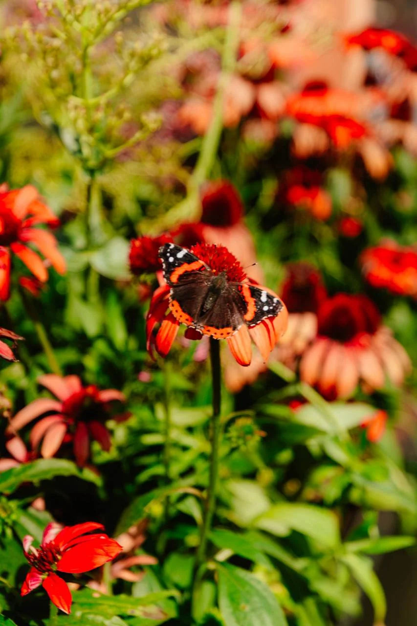 A red admiral butterfly resting on echinacea blooms