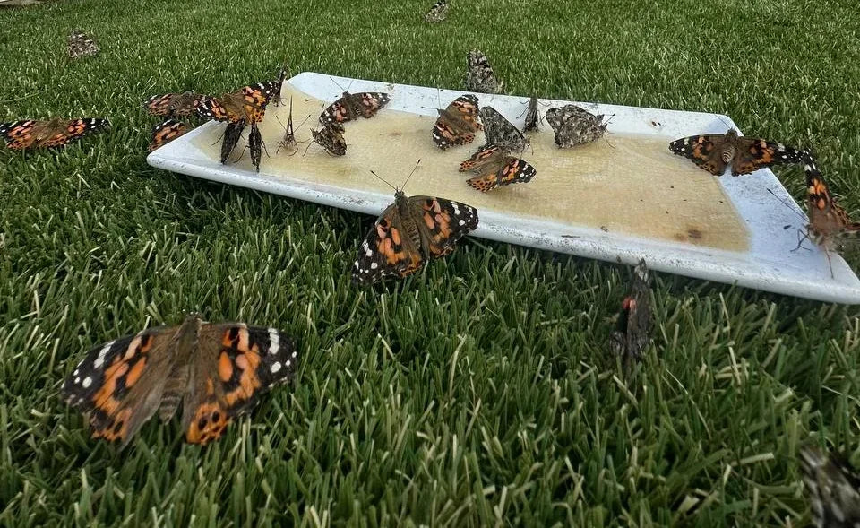 Painted ladies gathering at the feeding tray