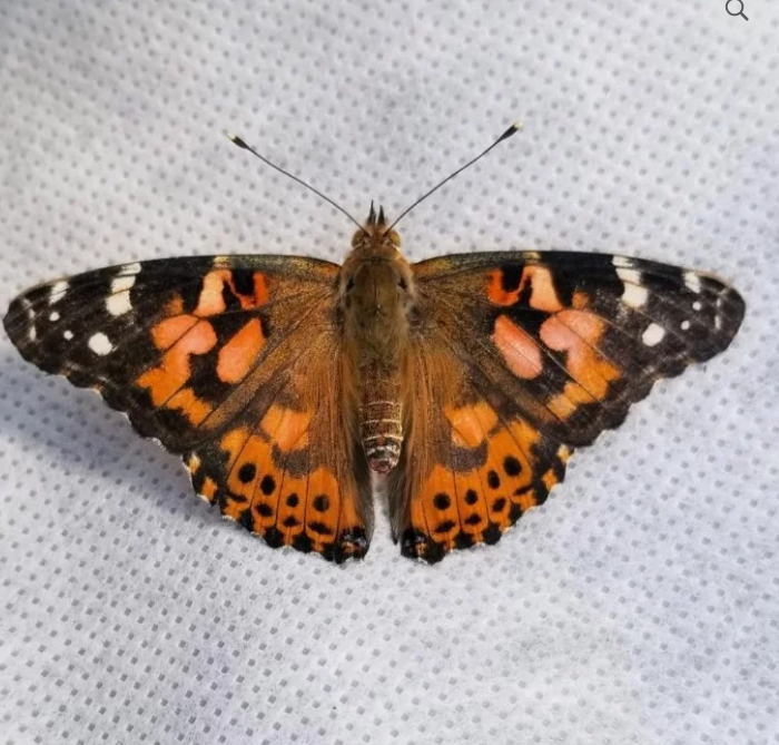 Painted Lady Butterfly Kit-2