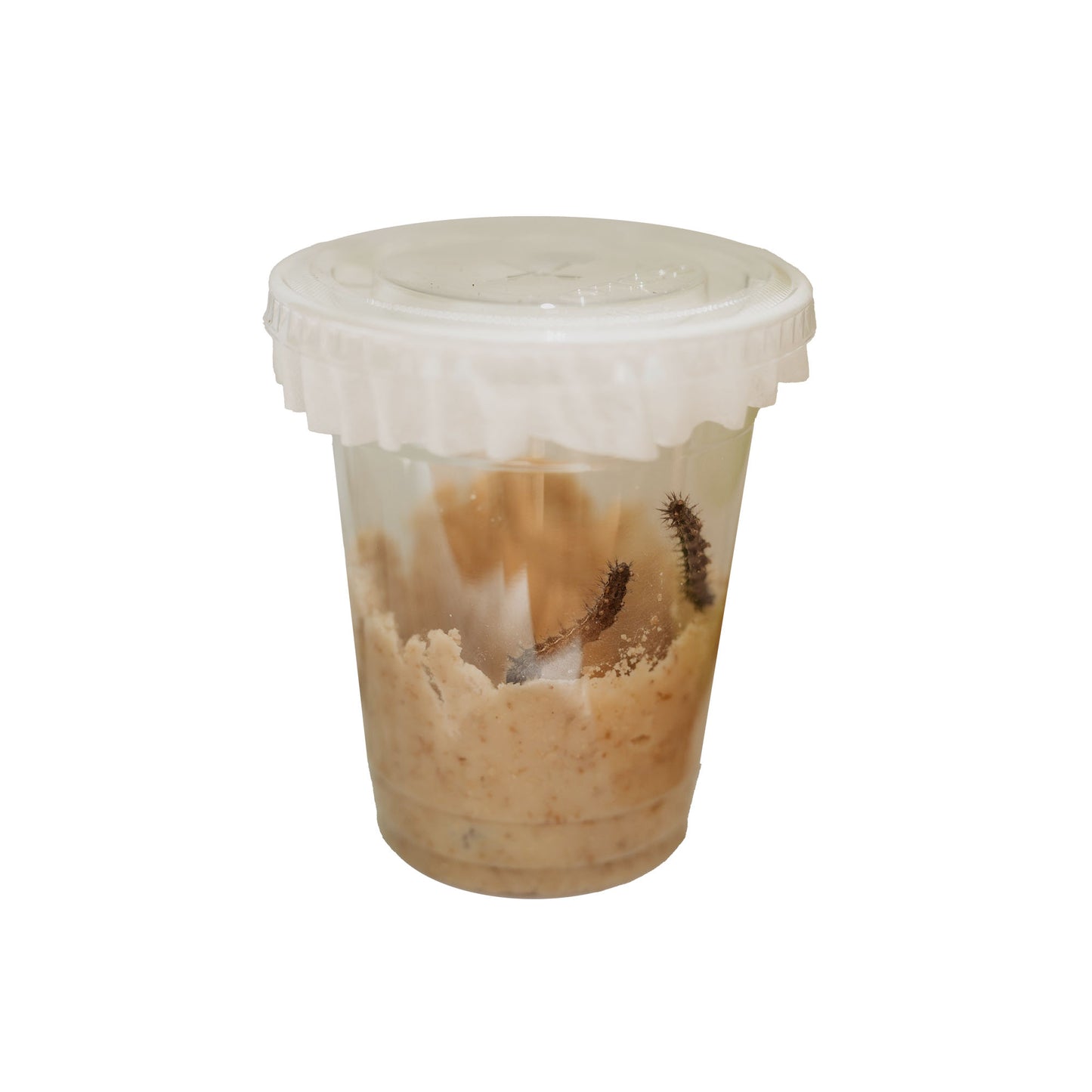 Painted Lady Refill Cup