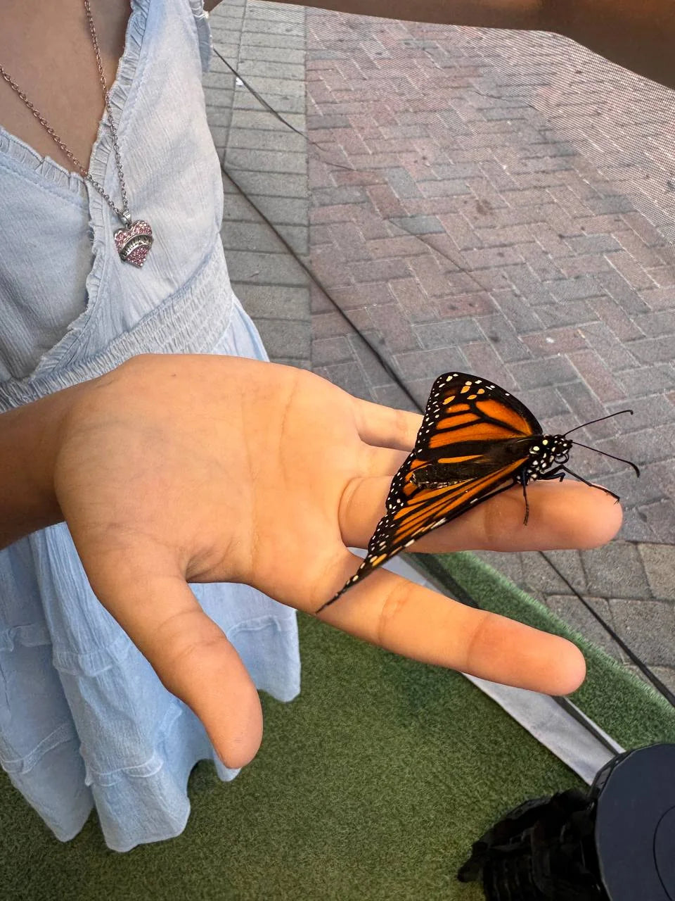 A Monarch butterfly