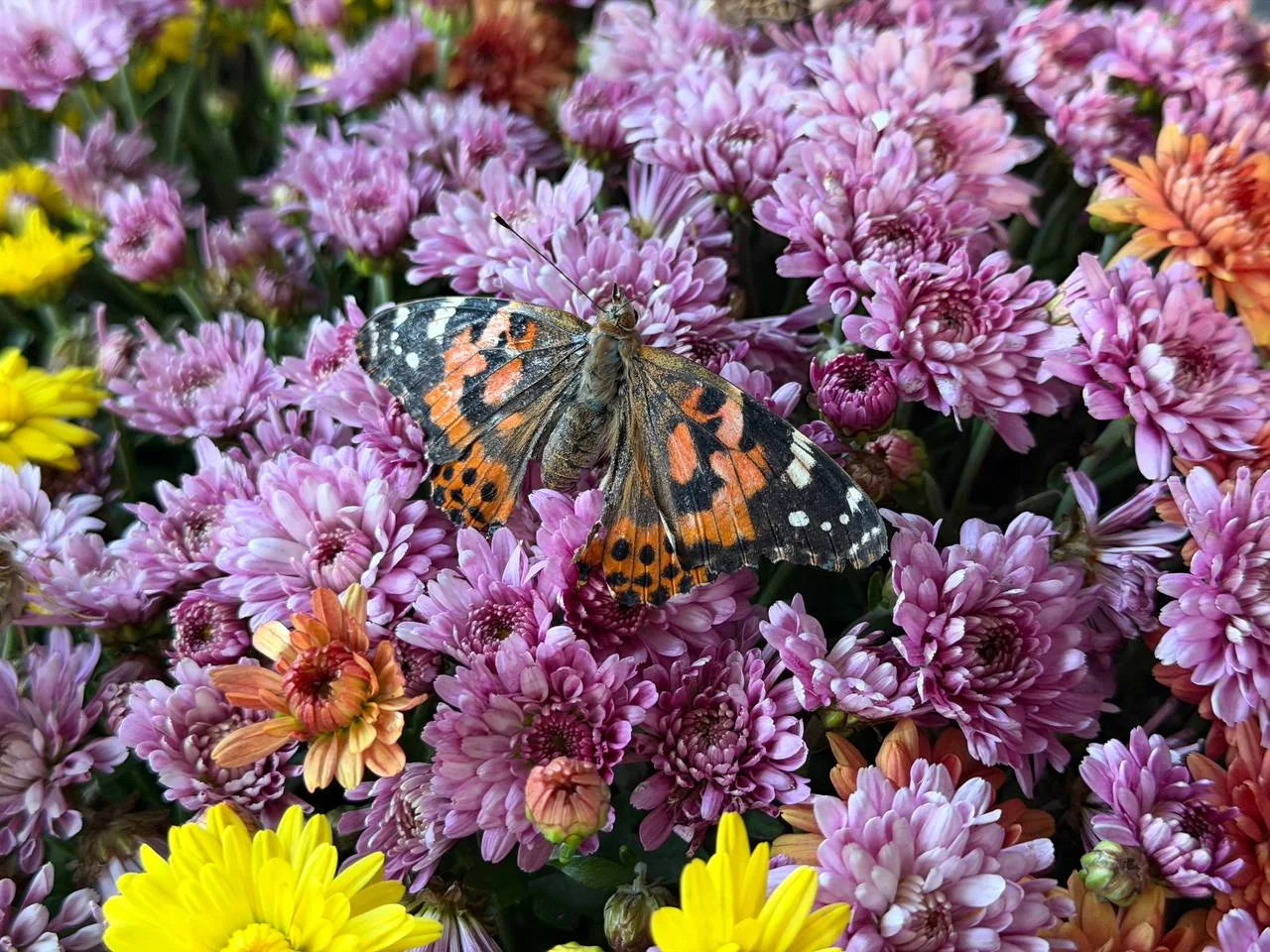 A painted lady butterfly resting on a bed of chrysanthemums